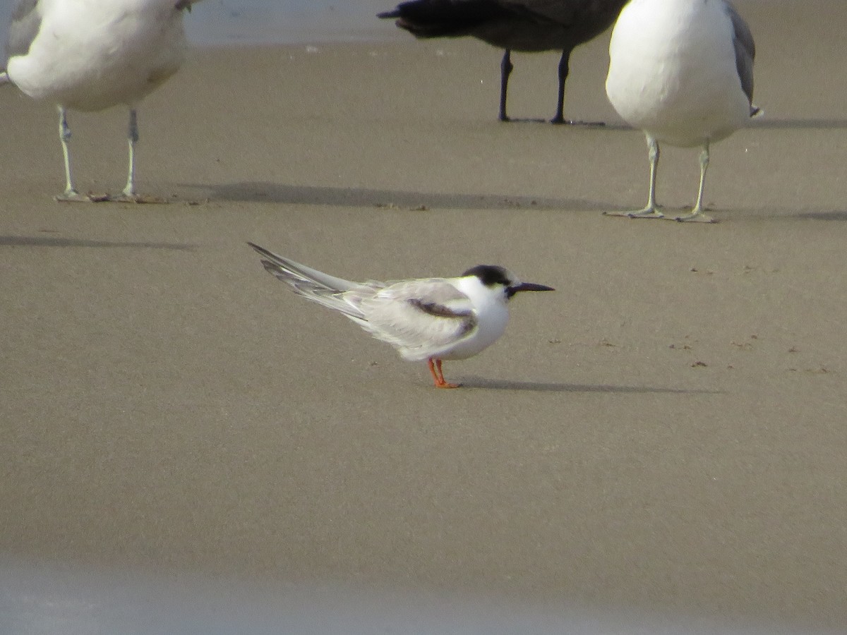 アジサシ - ML645559385