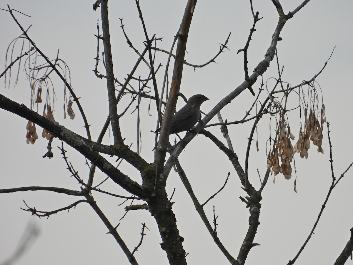 Brown-headed Cowbird - ML645559387