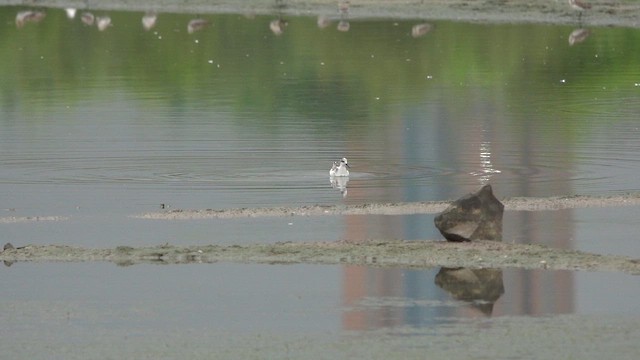 Denizdüdükçünü - ML645559389