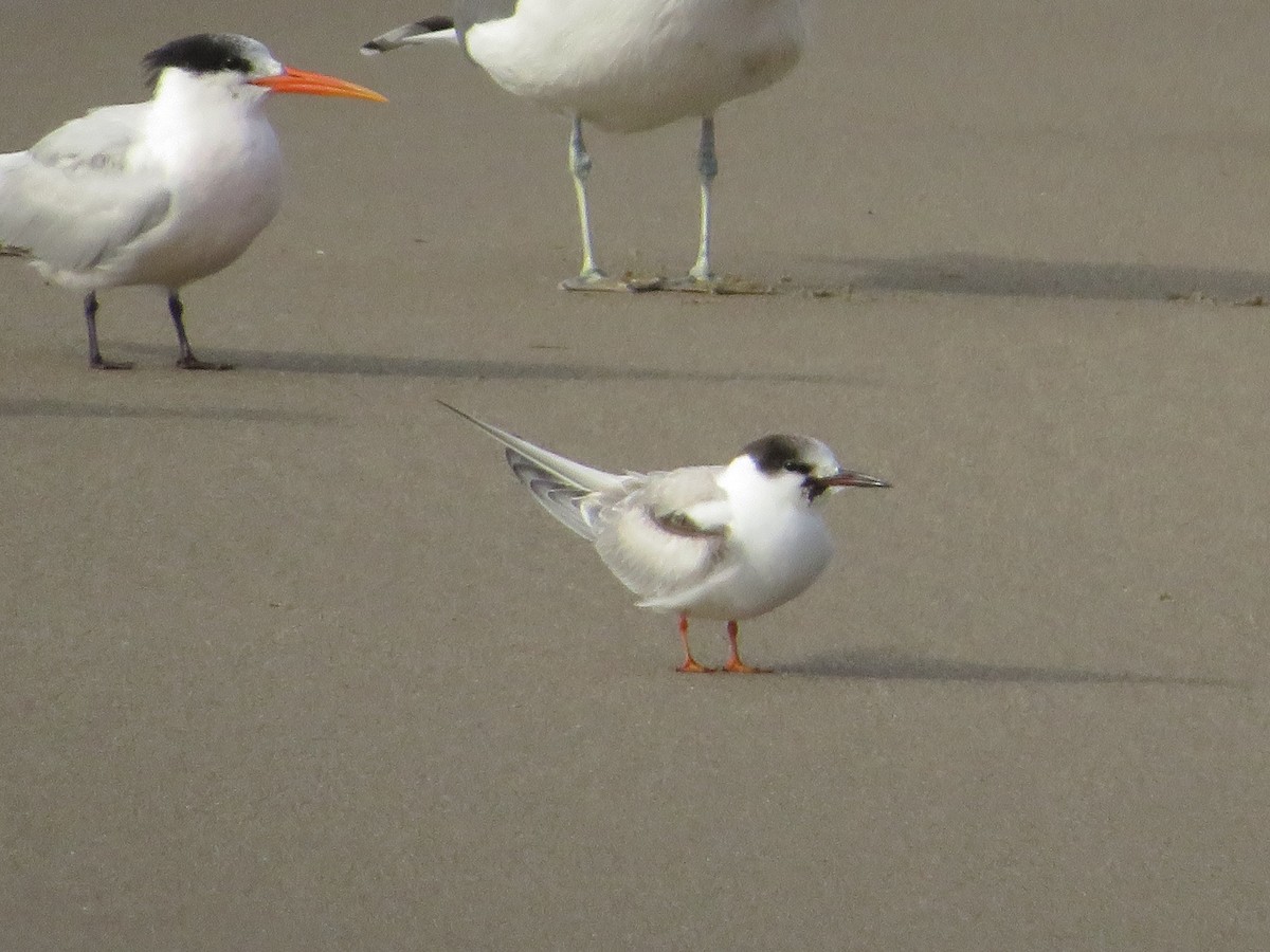 Elegant Tern - ML645559392