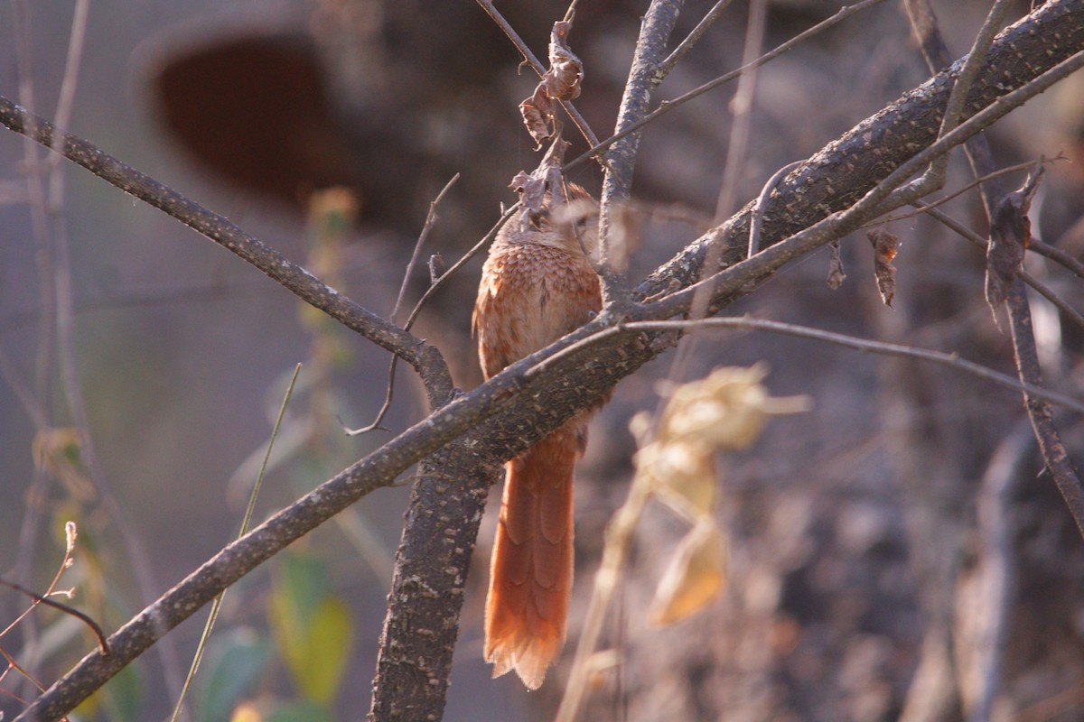 Chestnut-backed Thornbird - ML645559400