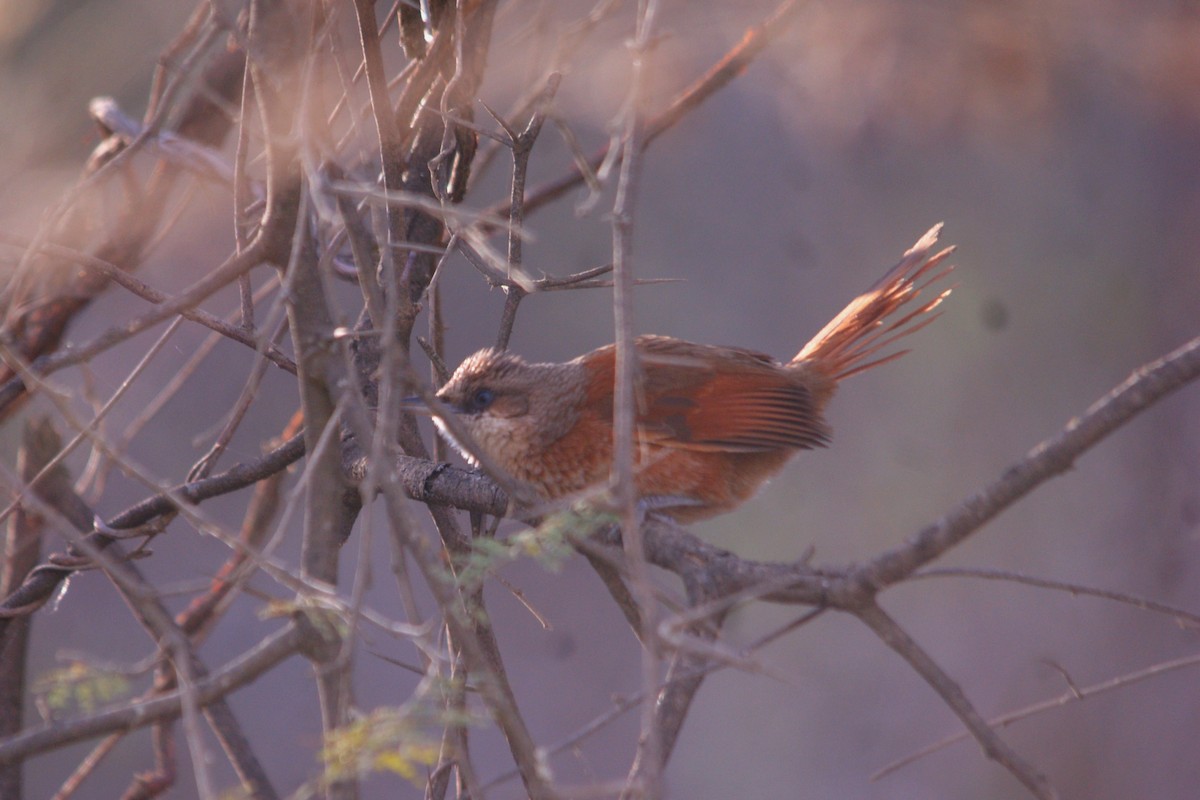 Chestnut-backed Thornbird - ML645559401