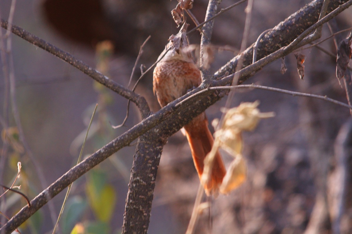 Chestnut-backed Thornbird - ML645559402