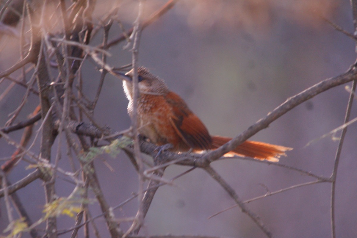 Chestnut-backed Thornbird - ML645559403
