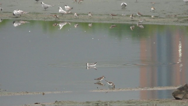 Denizdüdükçünü - ML645559408