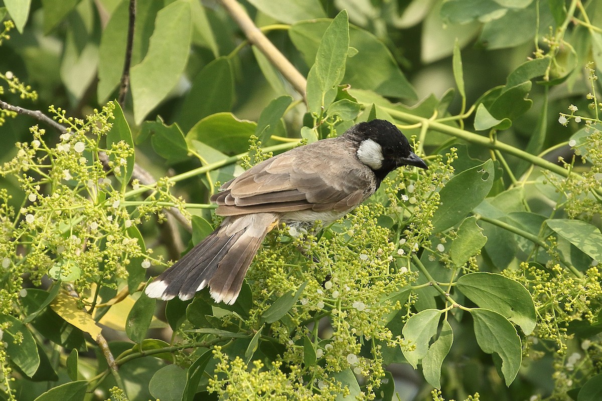 בולבול לבן-לחיים - ML645559411