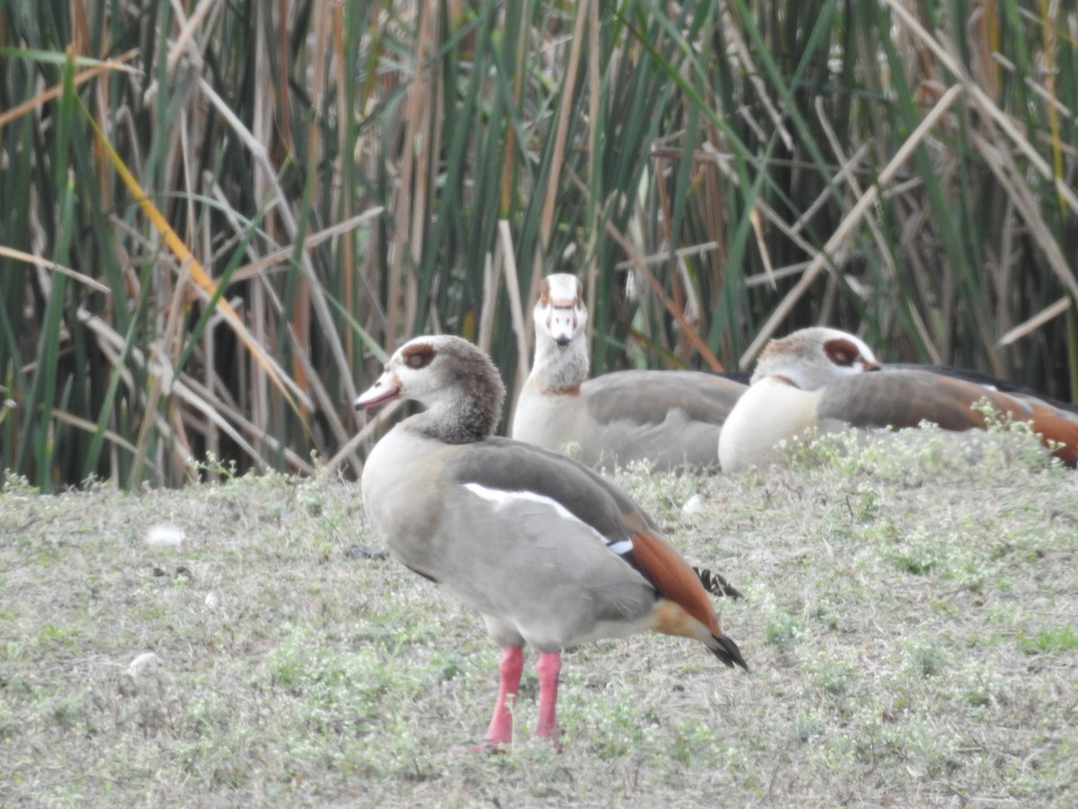 Egyptian Goose - ML645559415