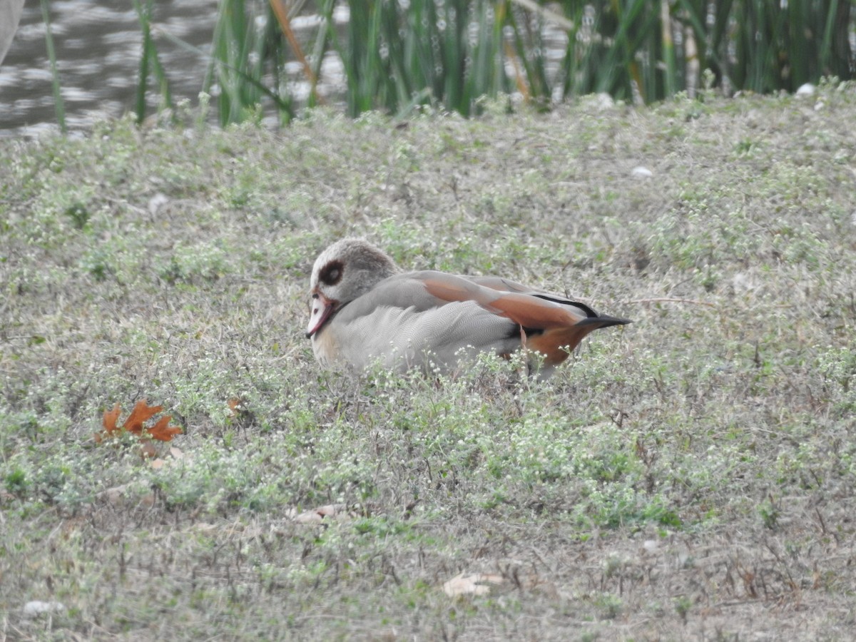 Egyptian Goose - ML645559416