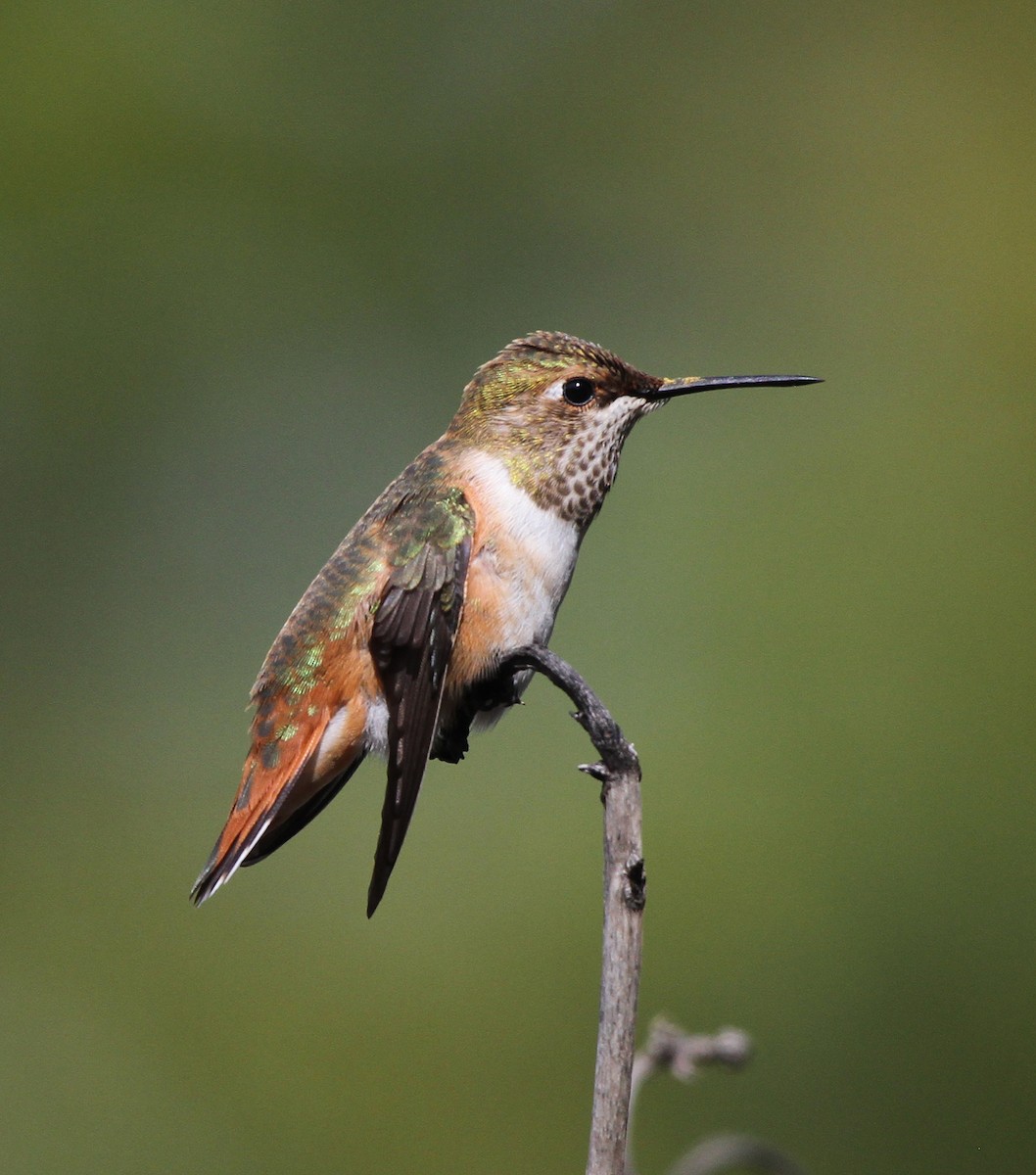 Rufous Hummingbird - ML645559417