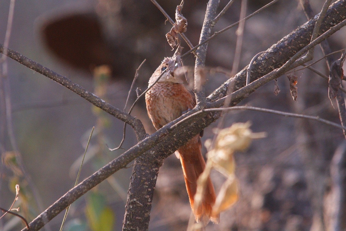 Chestnut-backed Thornbird - ML645559419