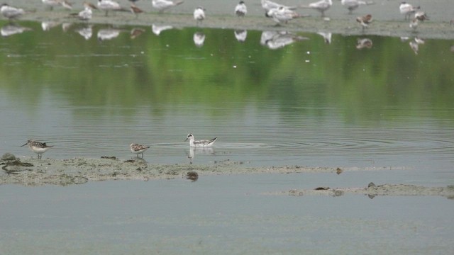 Denizdüdükçünü - ML645559421