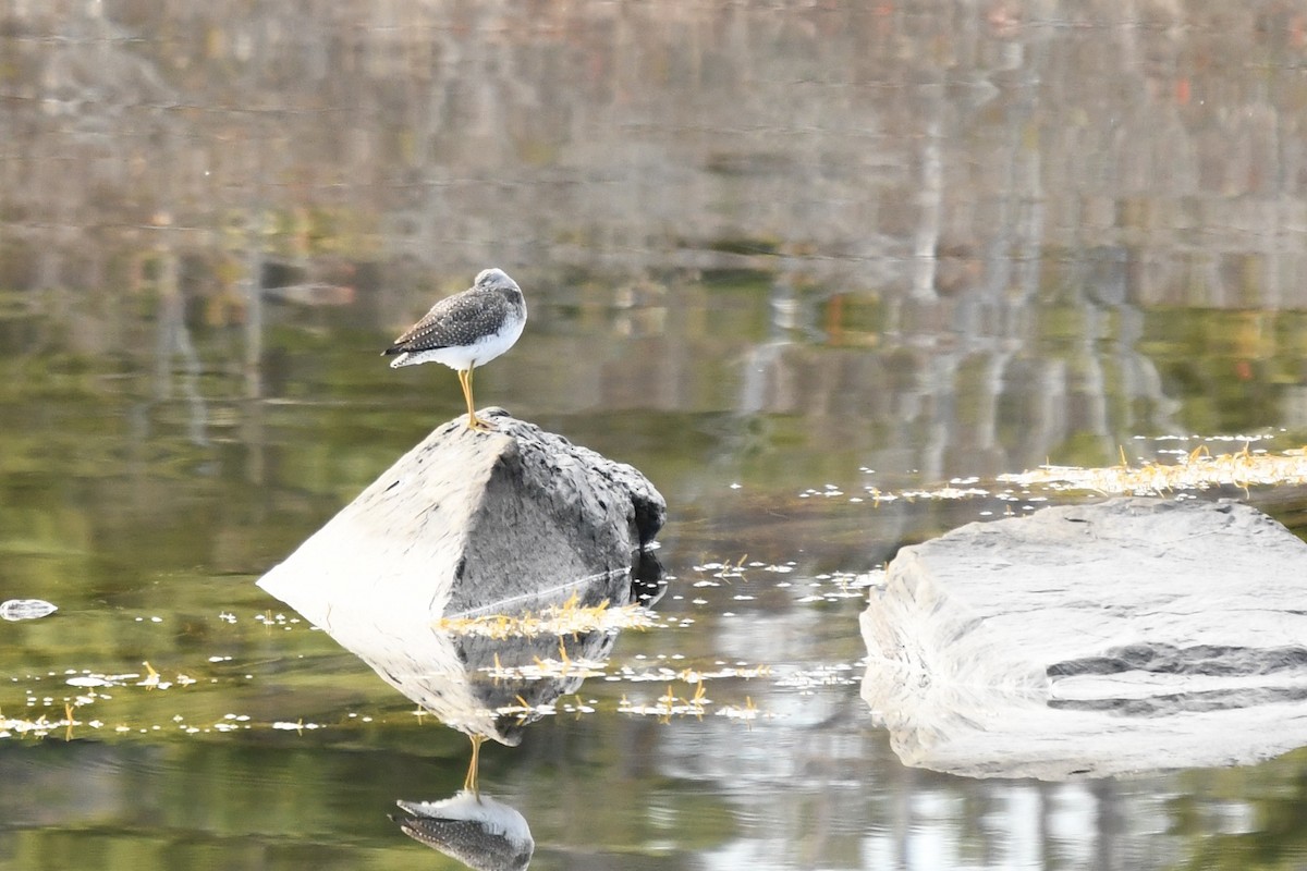 Greater Yellowlegs - ML645559422