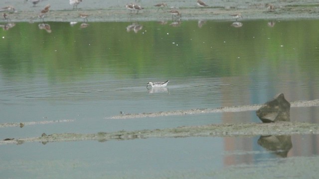 Denizdüdükçünü - ML645559425