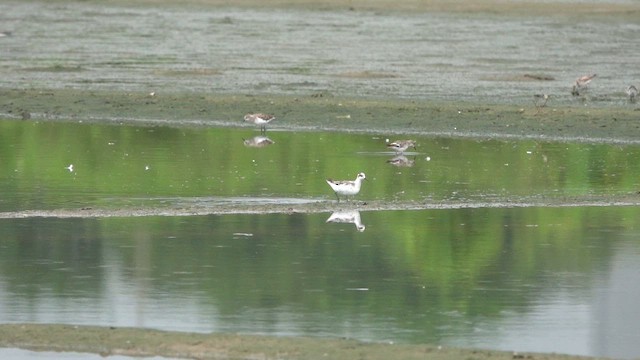 Denizdüdükçünü - ML645559432