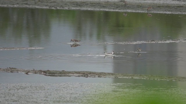 Denizdüdükçünü - ML645559433