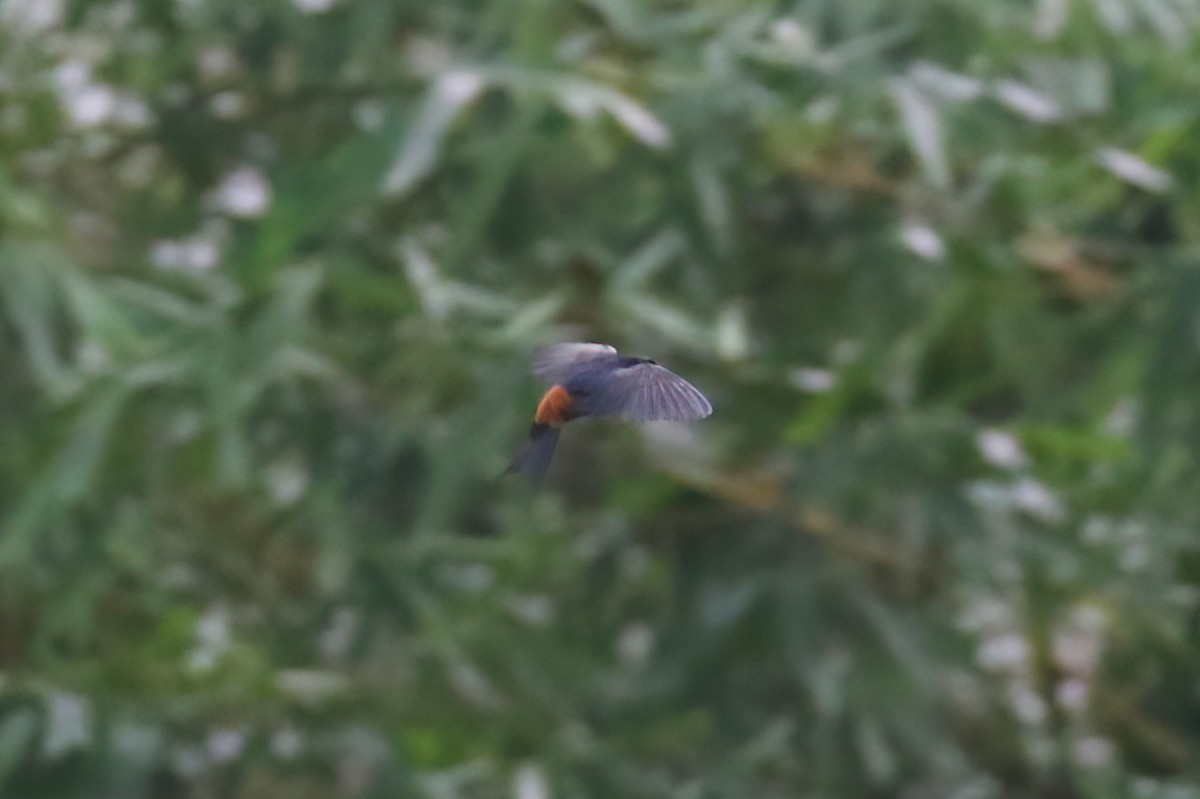 Sri Lanka Swallow - ML645559436