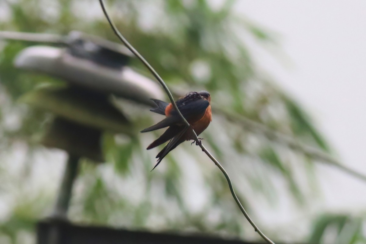 Sri Lanka Swallow - ML645559437