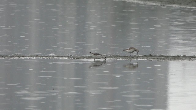 Denizdüdükçünü - ML645559439