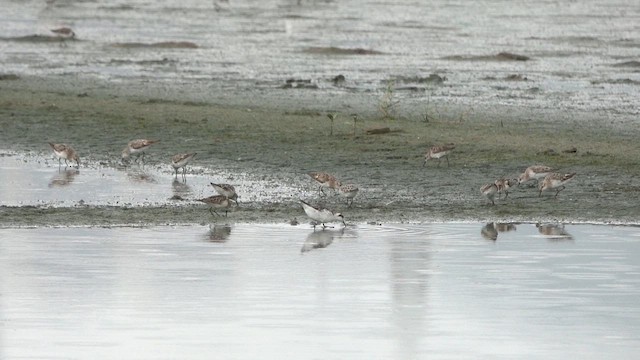 Denizdüdükçünü - ML645559443