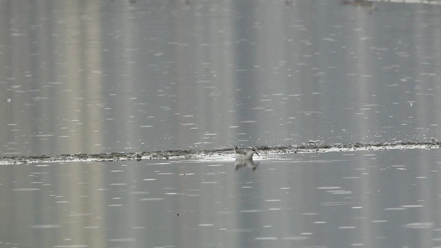 Denizdüdükçünü - ML645559447