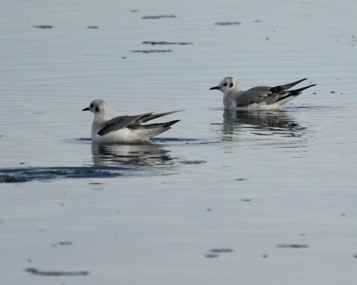 Bonaparte's Gull - ML645559449