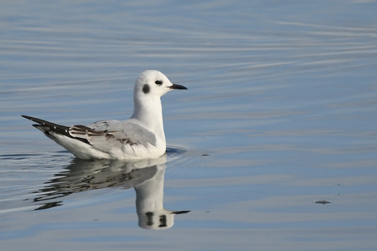 Bonaparte's Gull - ML645559450