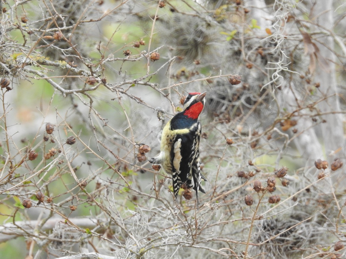 Yellow-bellied Sapsucker - ML645559452