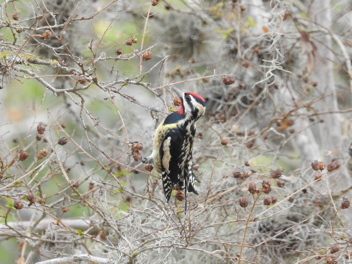 Yellow-bellied Sapsucker - ML645559453