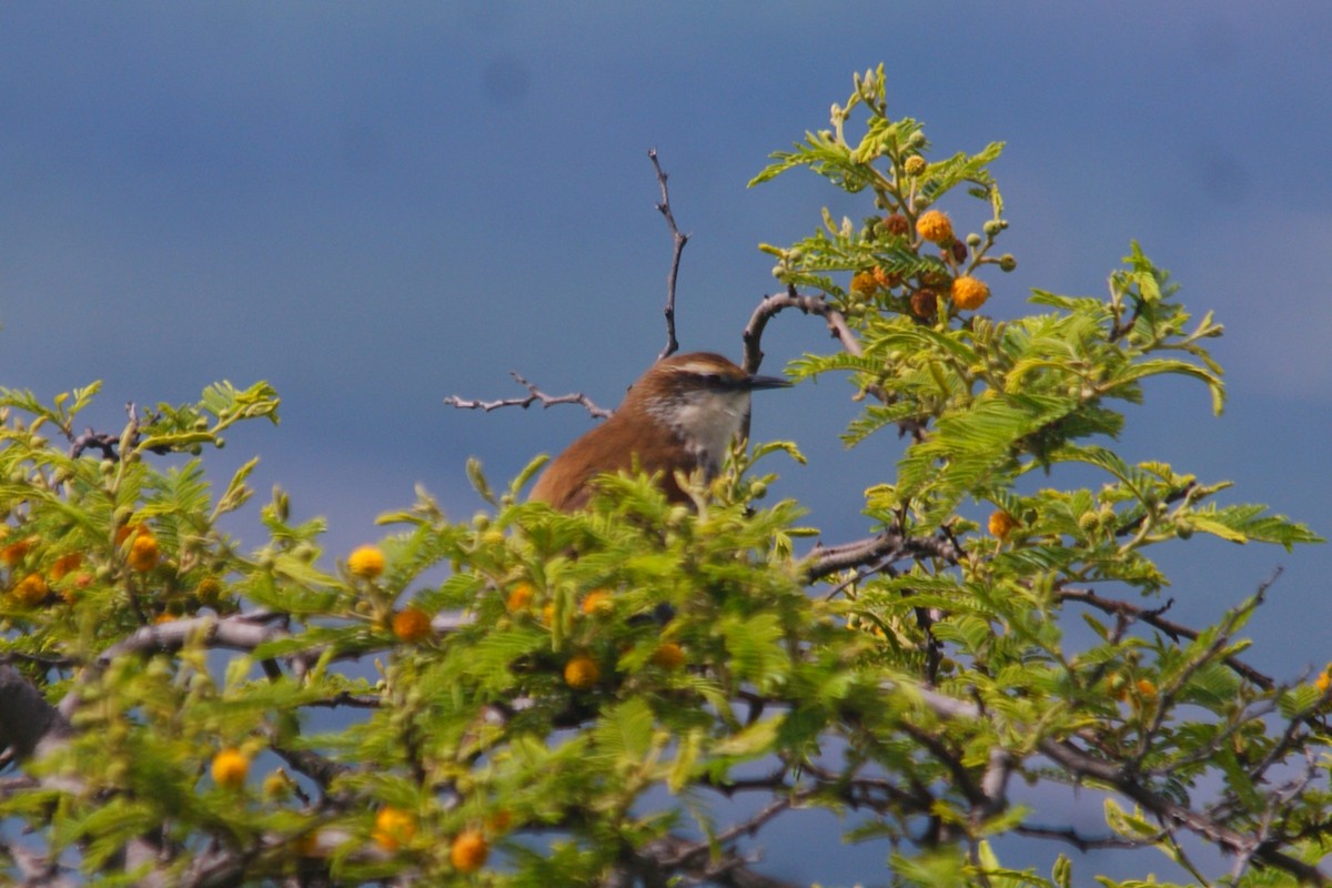 Great Spinetail - ML645559455