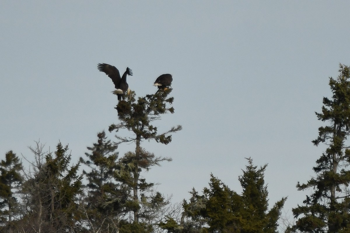 Bald Eagle - ML645559458