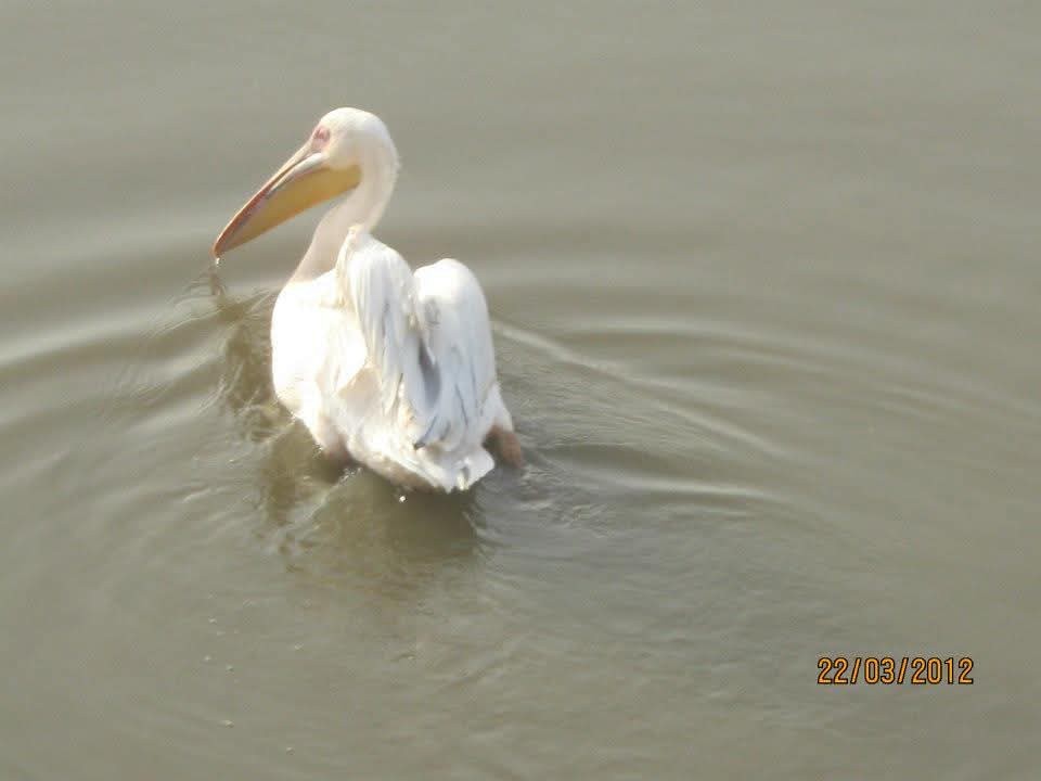 Great White Pelican - ML645559465