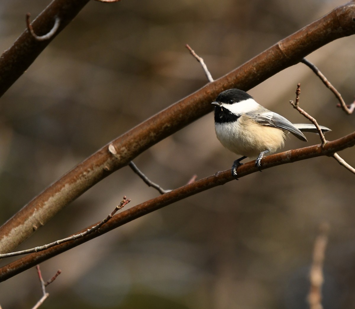 Black-capped Chickadee - ML645559467
