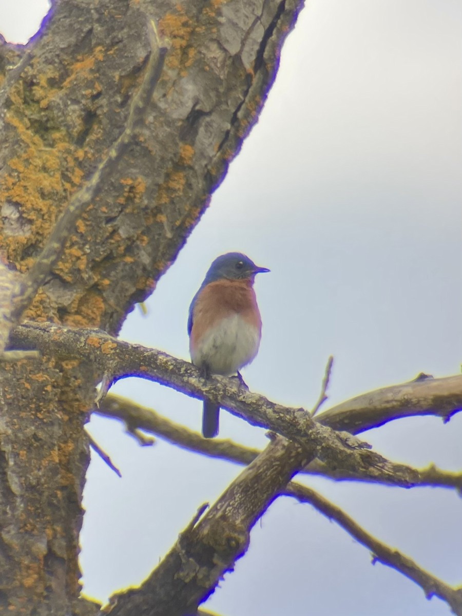 Eastern Bluebird - ML645559468