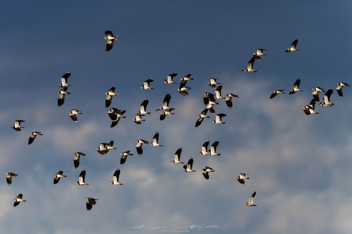 Хээрийн хавтгаалж - ML645559469