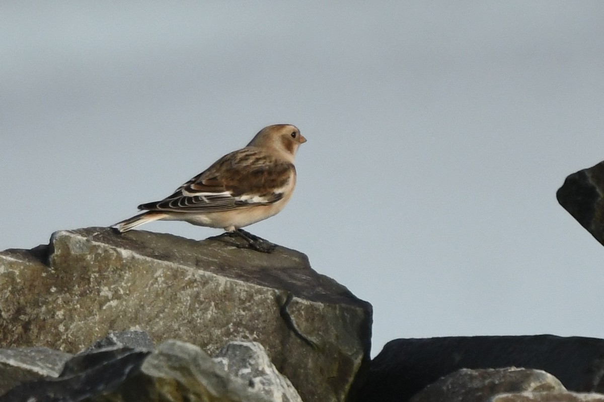 Snow Bunting - ML645559472
