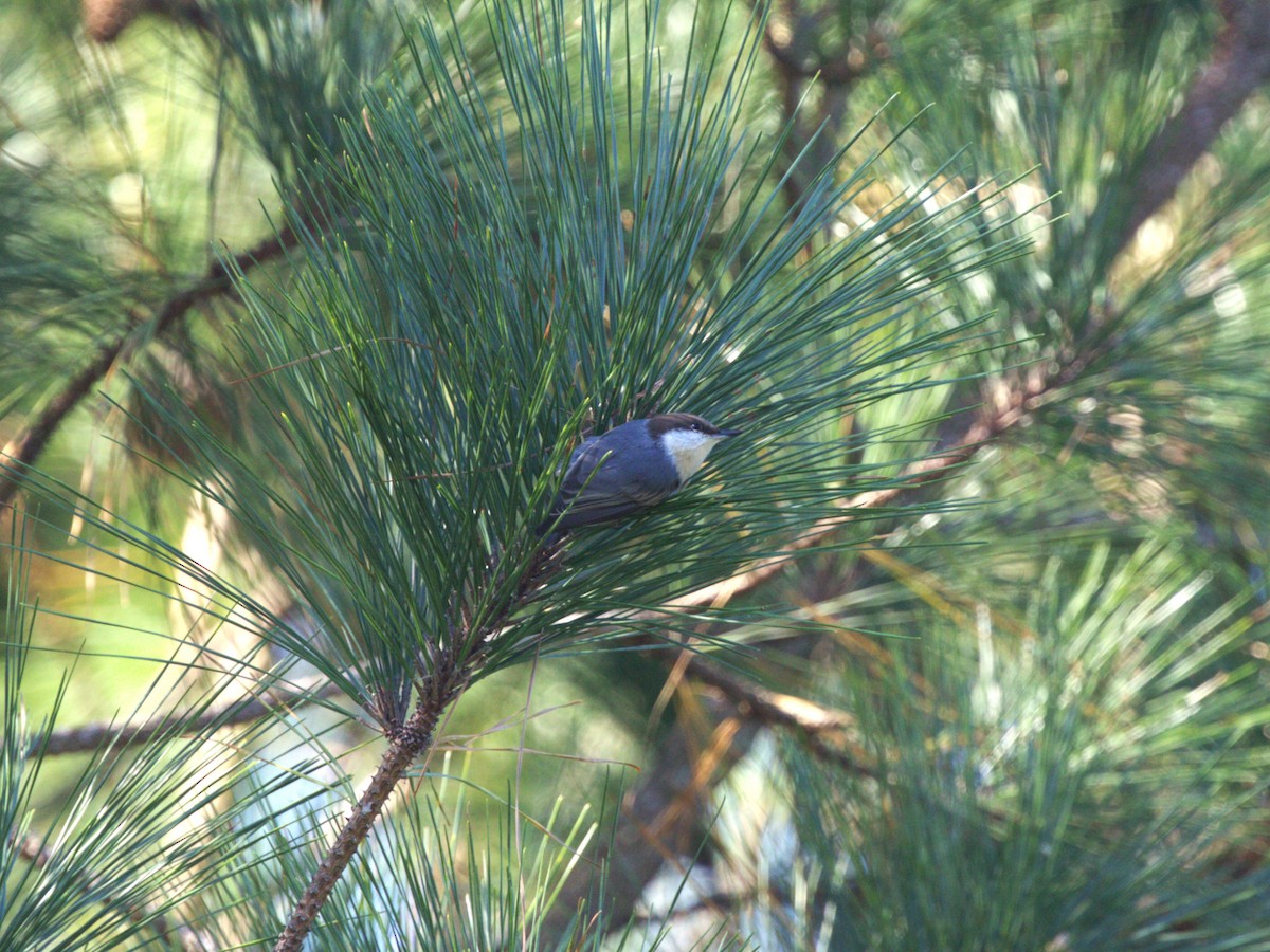 Sittelle à tête brune - ML645559482