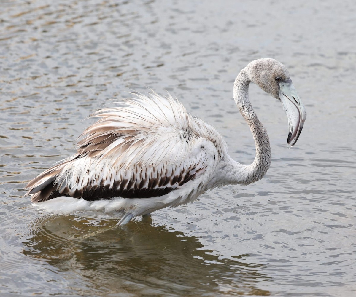 plameňák růžový - ML645559484