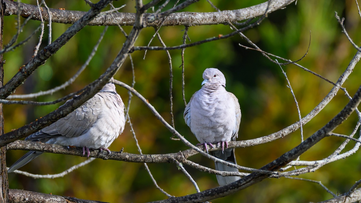 tyrkerdue - ML645559488