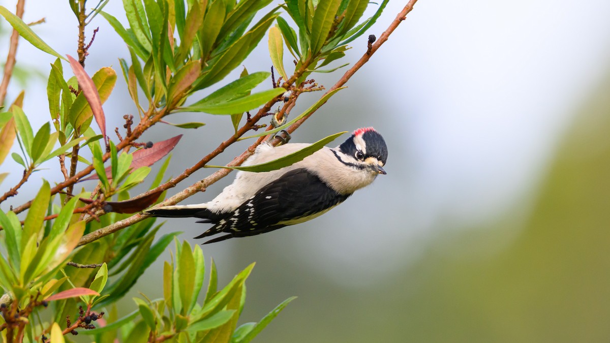 hårspett - ML645559493