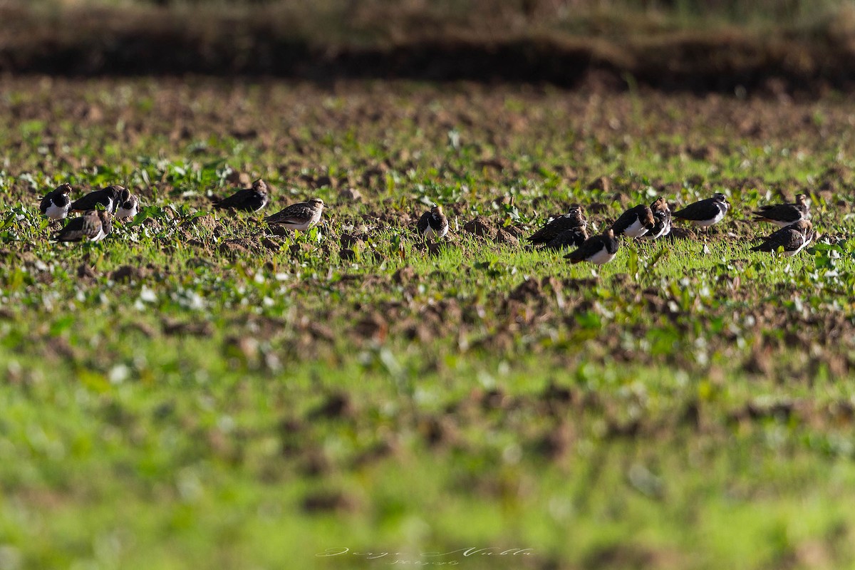 Хээрийн хавтгаалж - ML645559494