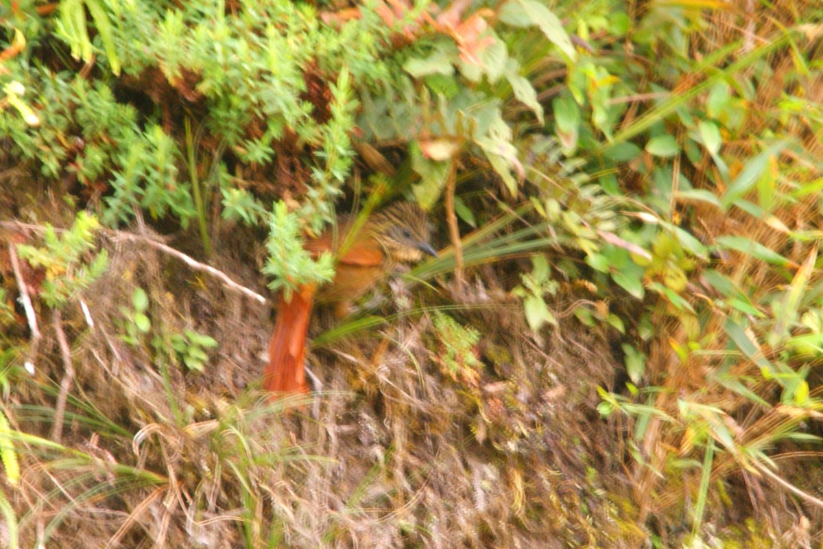 Rufous-backed Treehunter - ML645559501