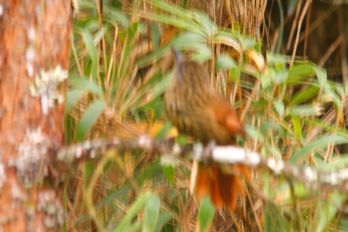 Rufous-backed Treehunter - ML645559502