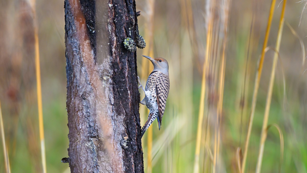 gullspett - ML645559507