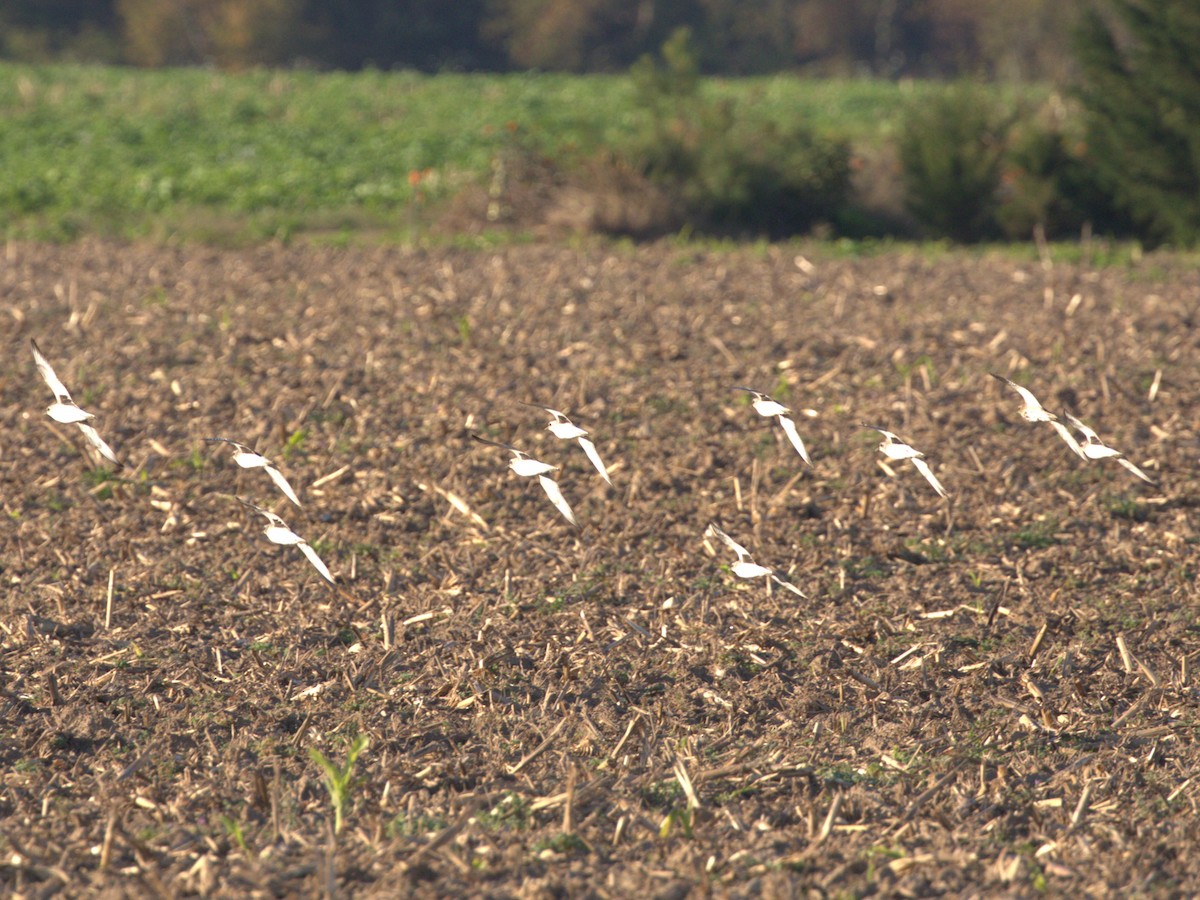 Сивка звичайна - ML645559508