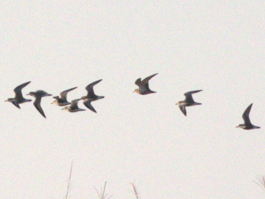 Сивка звичайна - ML645559509