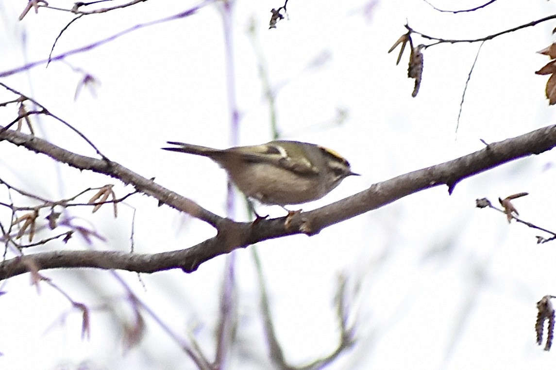 Golden-crowned Kinglet - ML645559513
