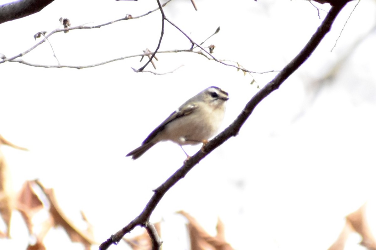 Golden-crowned Kinglet - ML645559514