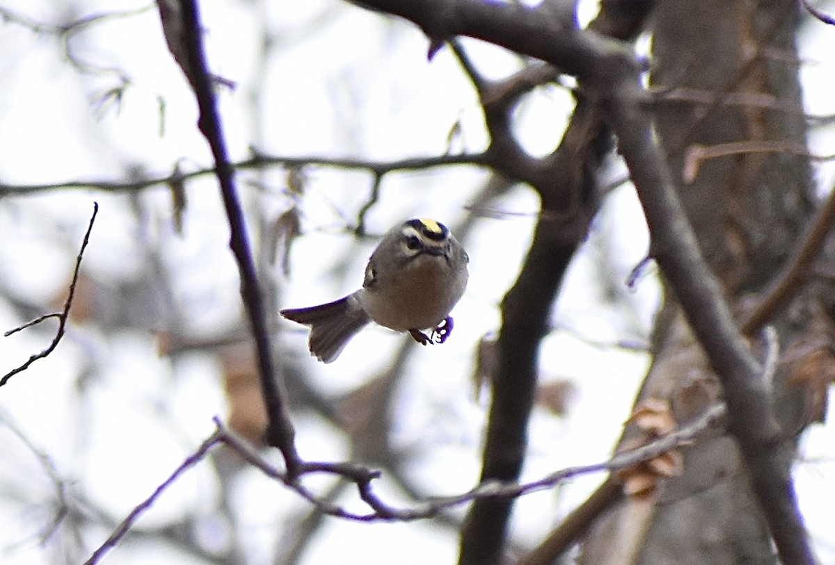 Golden-crowned Kinglet - ML645559515