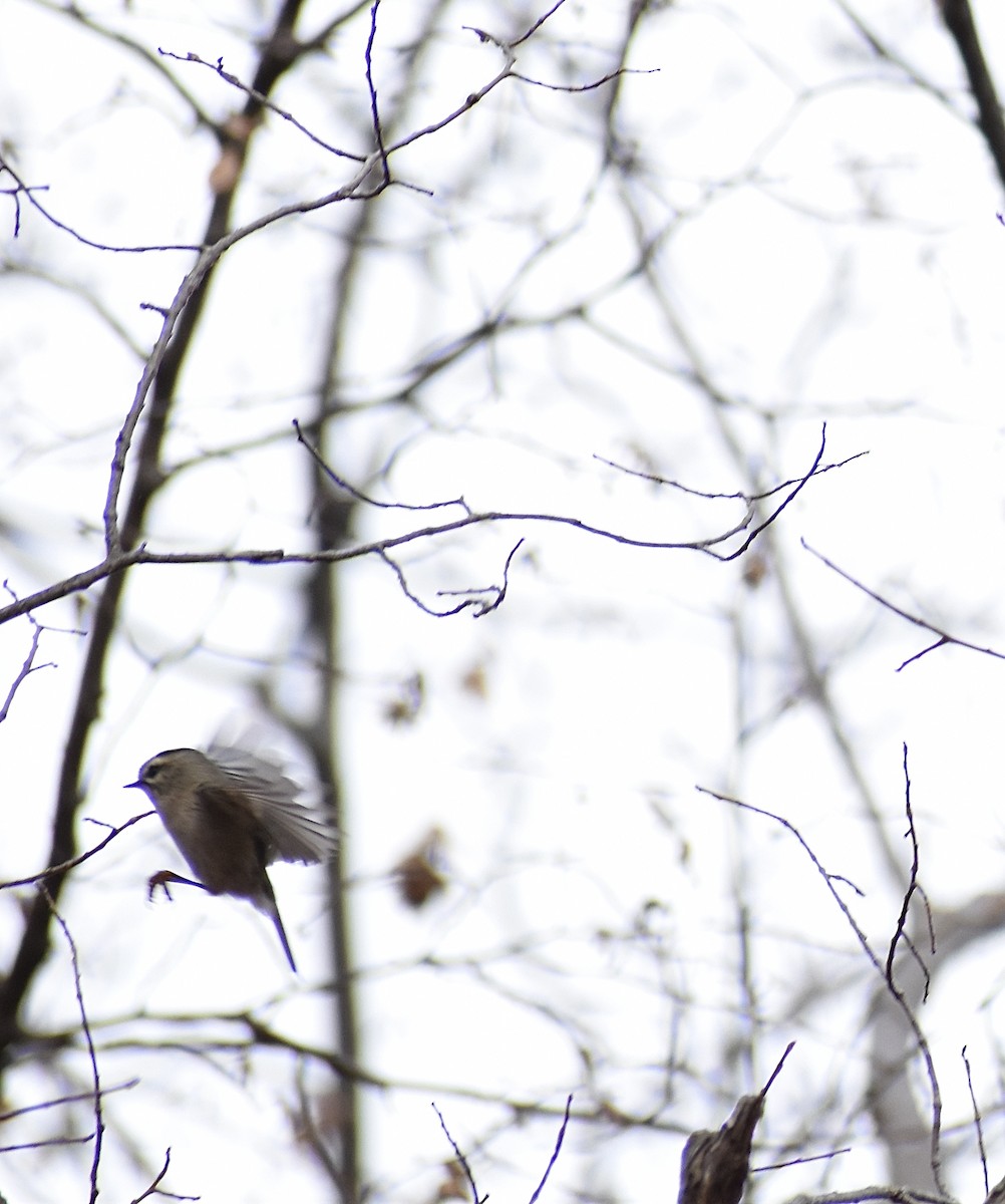 Golden-crowned Kinglet - ML645559516