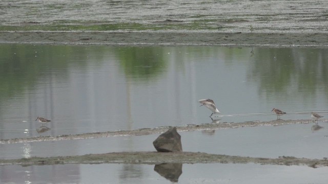 Denizdüdükçünü - ML645559517